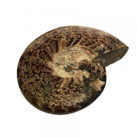 Ammonitesz (20 cm)